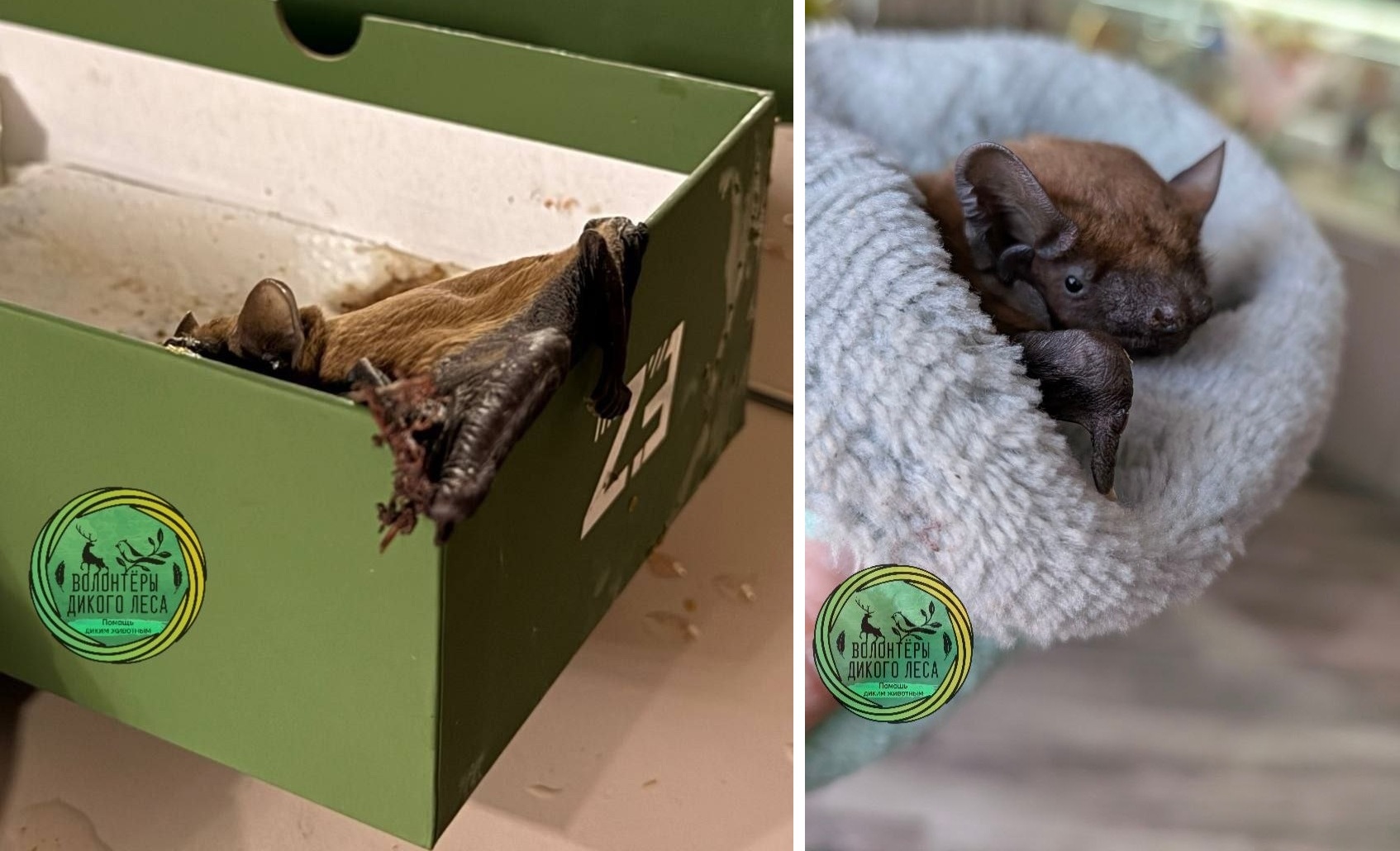 В Саратовской области впервые прооперировали летучую мышь В Саратовской области впервые прооперировали летучую мышь